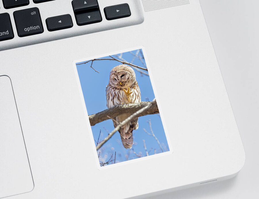 Barred Owls Sticker featuring the photograph Peace Dude by Paul Schultz