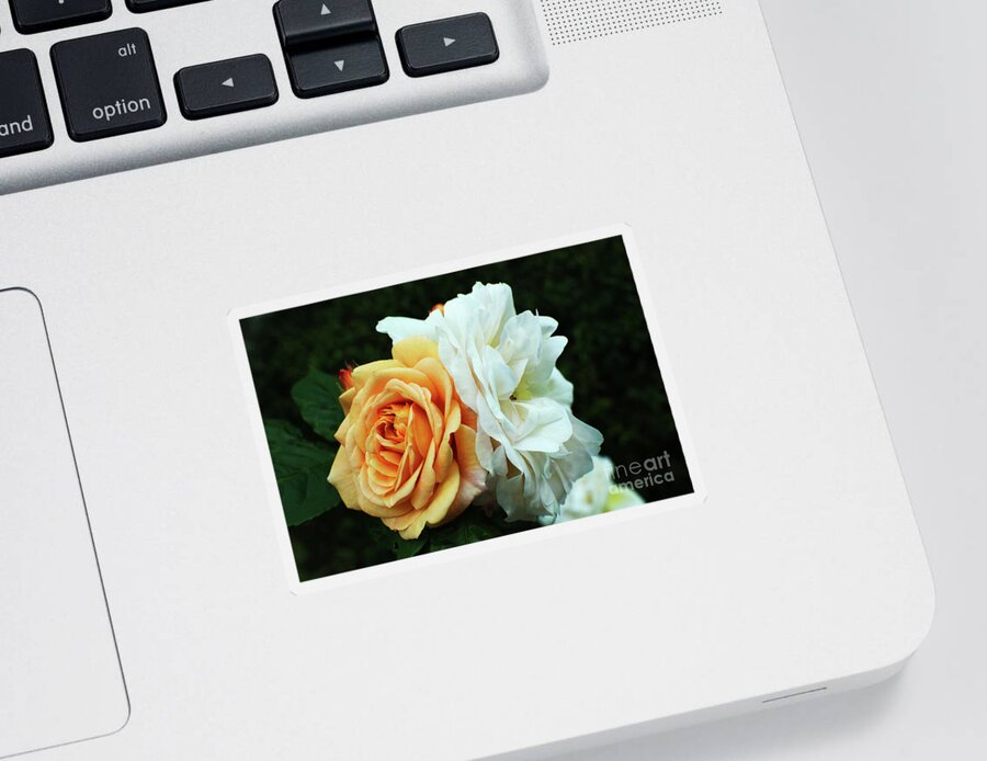 Peach Sticker featuring the photograph Peach and white garden rose by Pics By Tony