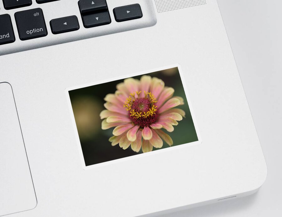 Zinnia Flower Sticker featuring the photograph Peach Zinnia by Mingming Jiang