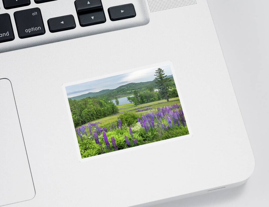 Pearl Sticker featuring the photograph Pearl Lake Lupine by White Mountain Images