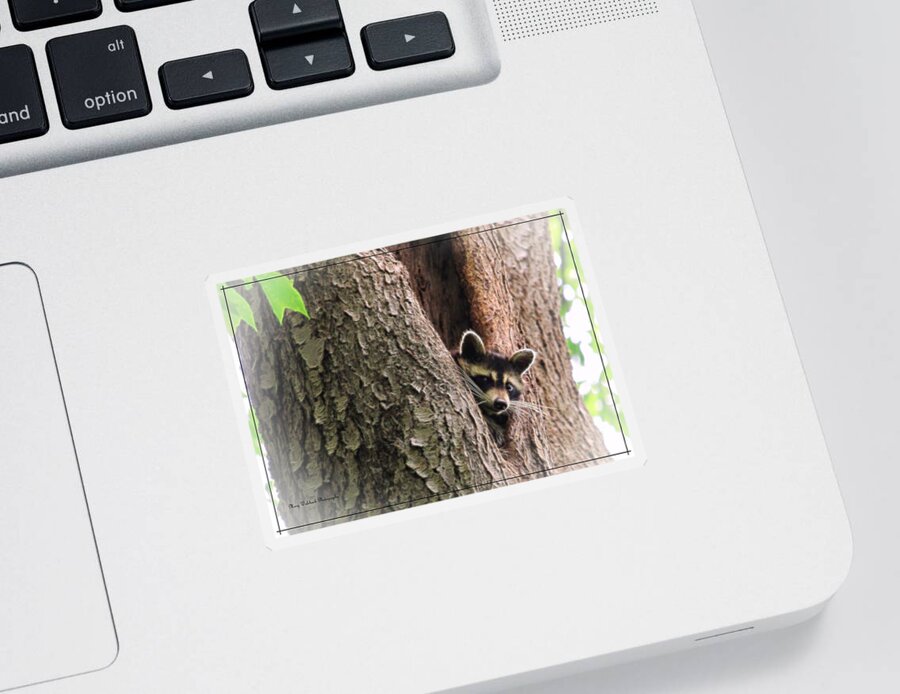 Racoon Wildlife Sticker featuring the photograph Peek a Boo by Mary Walchuck