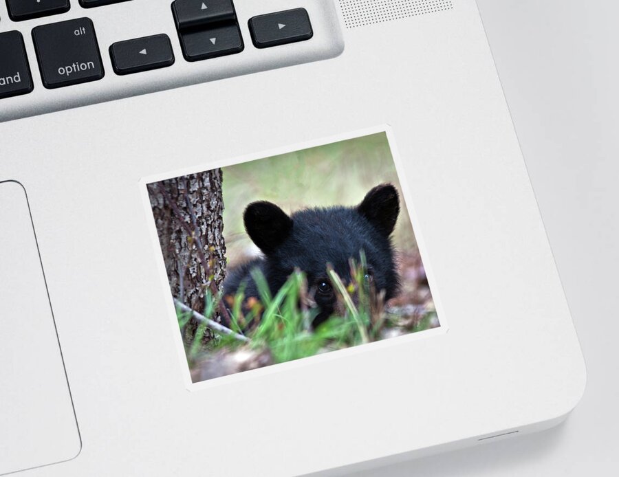 Bear Cub Sticker featuring the photograph Peeking through the grass by John Rowe
