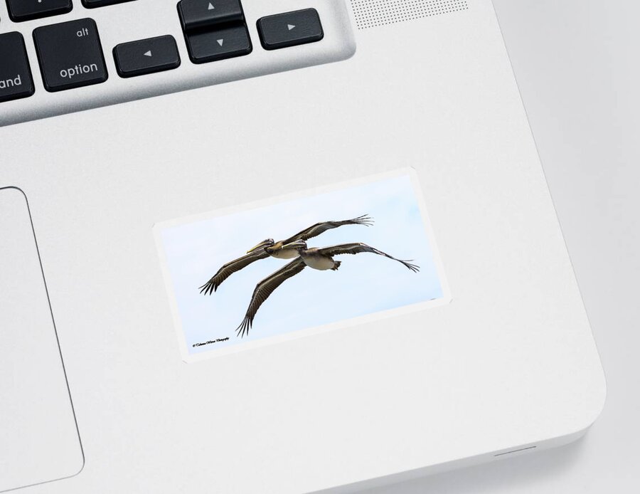 Pelican Sticker featuring the photograph Pelican Duo by Tahmina Watson