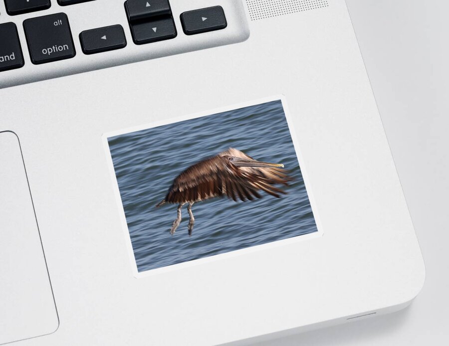 Pelicans Sticker featuring the photograph Pelican in Motion by Mingming Jiang