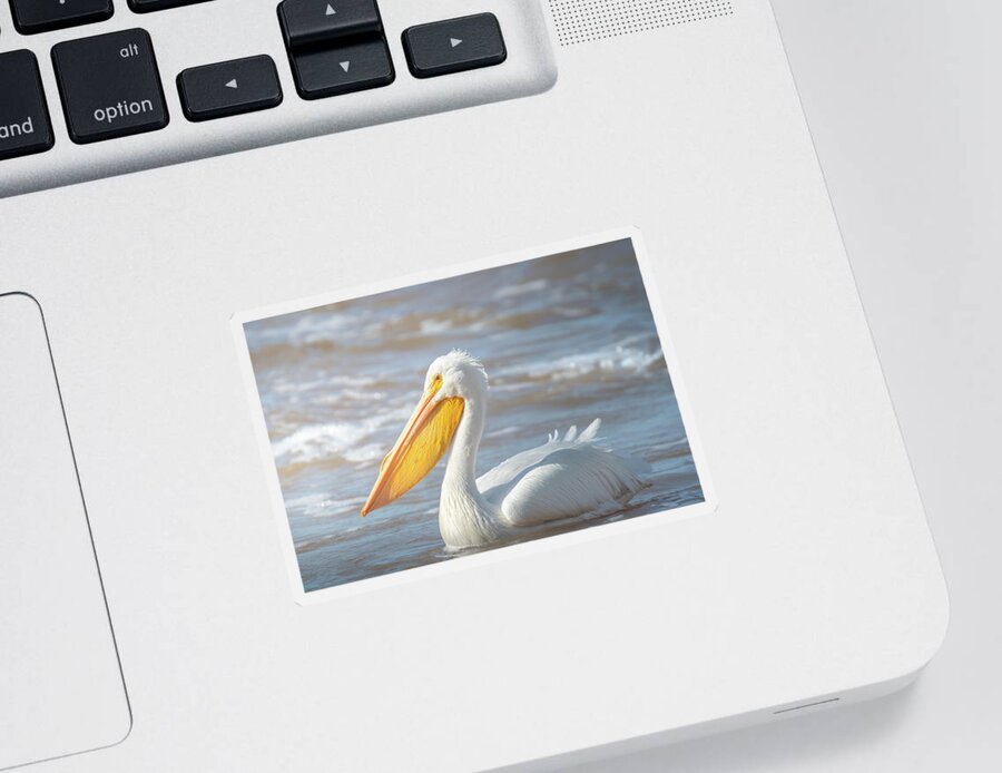 Pelican Sticker featuring the photograph Pelican In The Sun by Jordan Hill