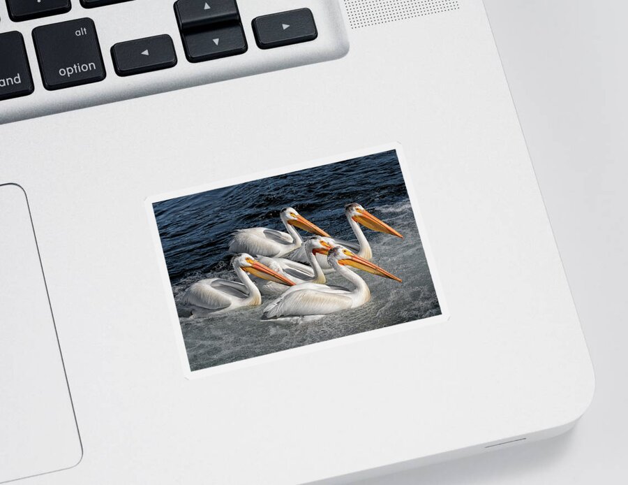 Pelicans Sticker featuring the photograph Pelican Parade by Kathleen Bishop