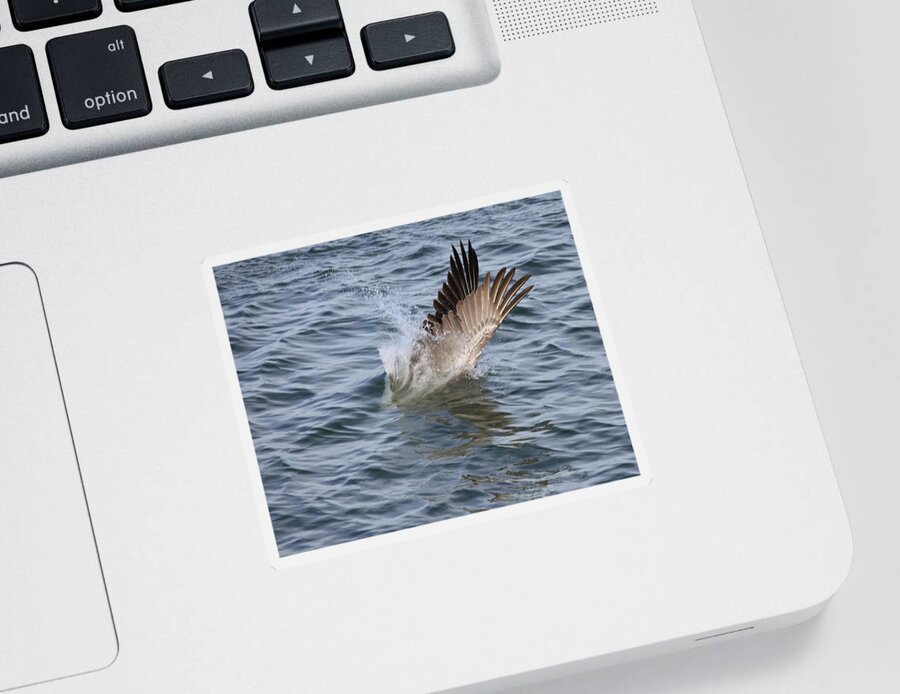 Pelicans Sticker featuring the photograph Pelican Plunged into the Water by Mingming Jiang