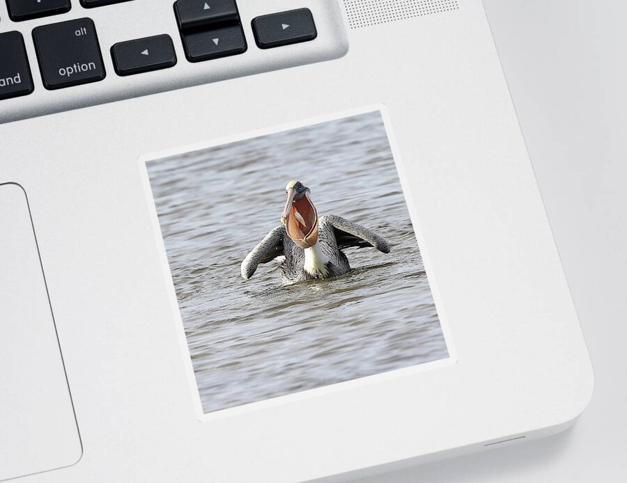 Pelicans Sticker featuring the photograph Pelican Showing off Its Catch in its Throat Pouch by Mingming Jiang