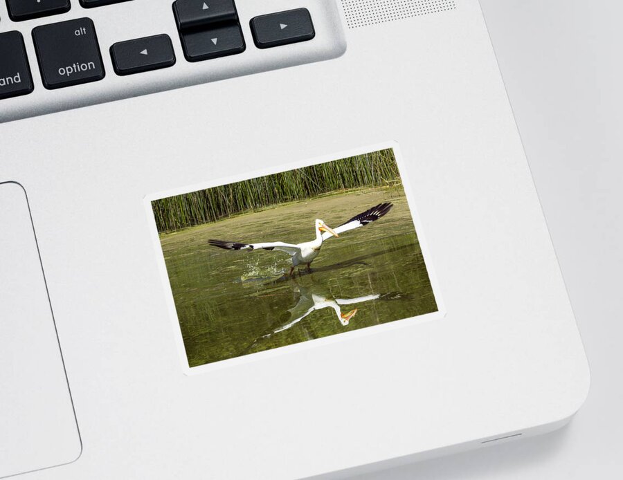 Pelican Sticker featuring the photograph Pelican Taking Flight by Her Arts Desire