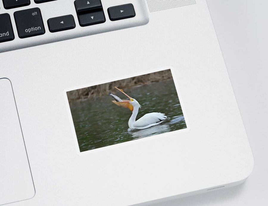 Pelican Sticker featuring the photograph Pelican With Fish - Sandy Wool Lake, Milpitas by Amazing Action Photo Video