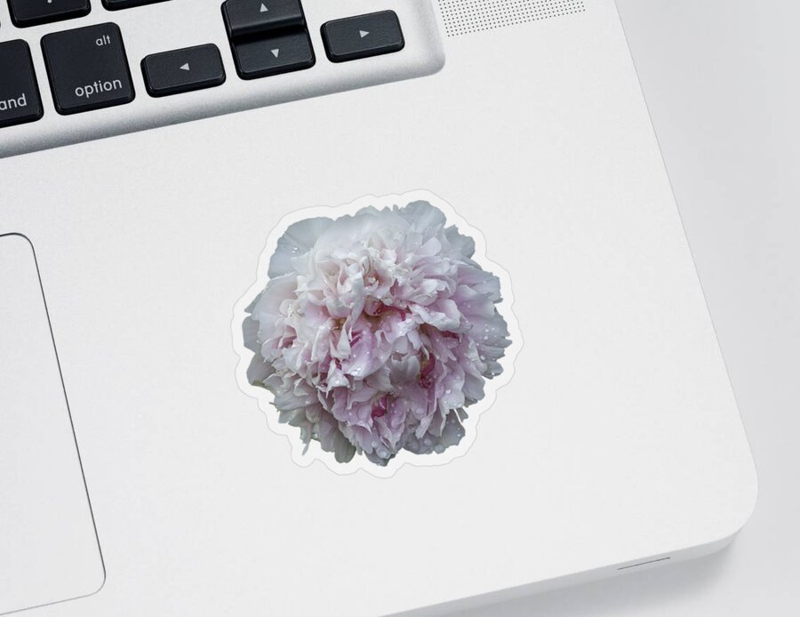 Peonies Sticker featuring the photograph Peony 3-2021 isolated by Thomas Young