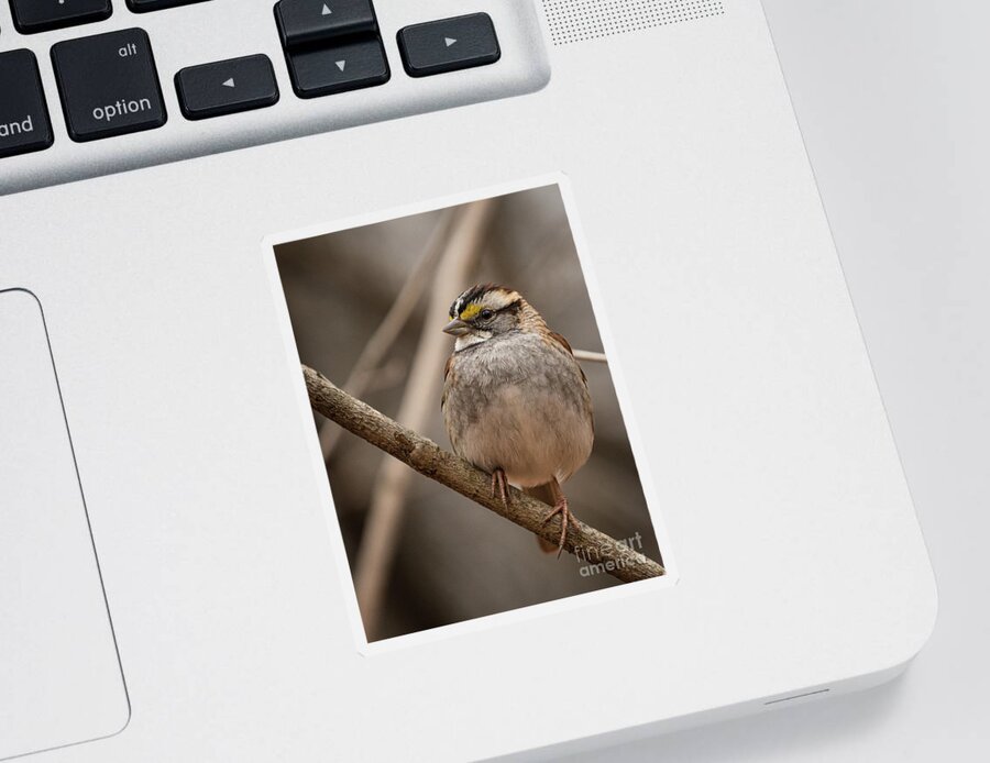 Sparrow Sticker featuring the photograph Perched III by Alyssa Tumale