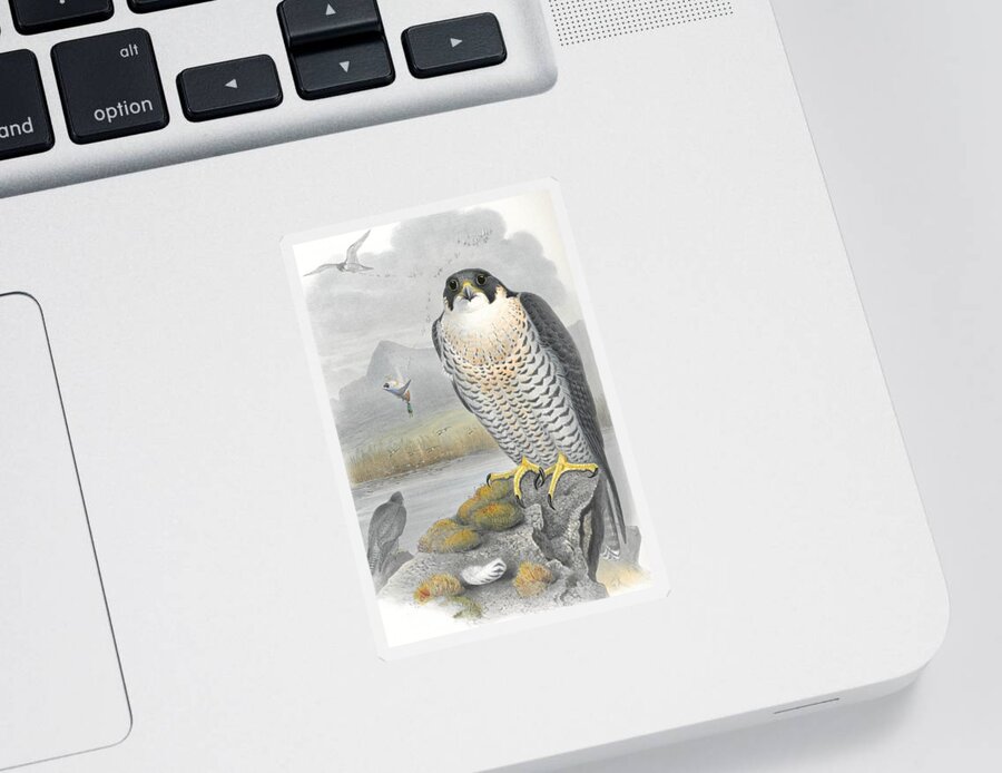 Peregrine Falcon Sticker featuring the drawing Peregrine Falcon. John Gould by World Art Collective