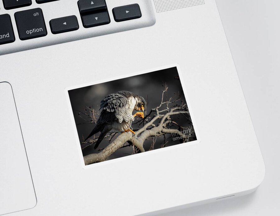 Falcon Sticker featuring the photograph Peregrine Falcon on a Favorite Perch by Alyssa Tumale