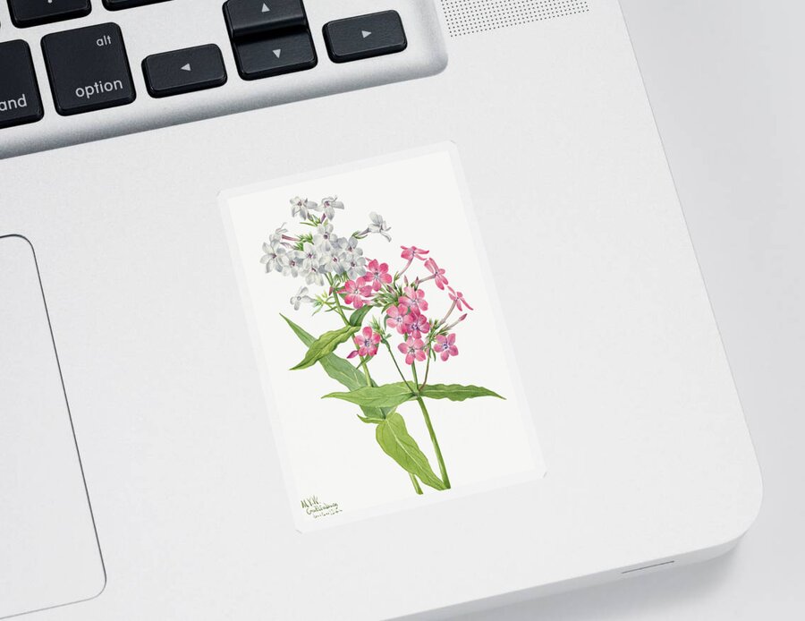 Perennial Phlox Sticker featuring the painting Perennial Phlox Flowers. By Mary Vaux Walcott. by World Art Collective