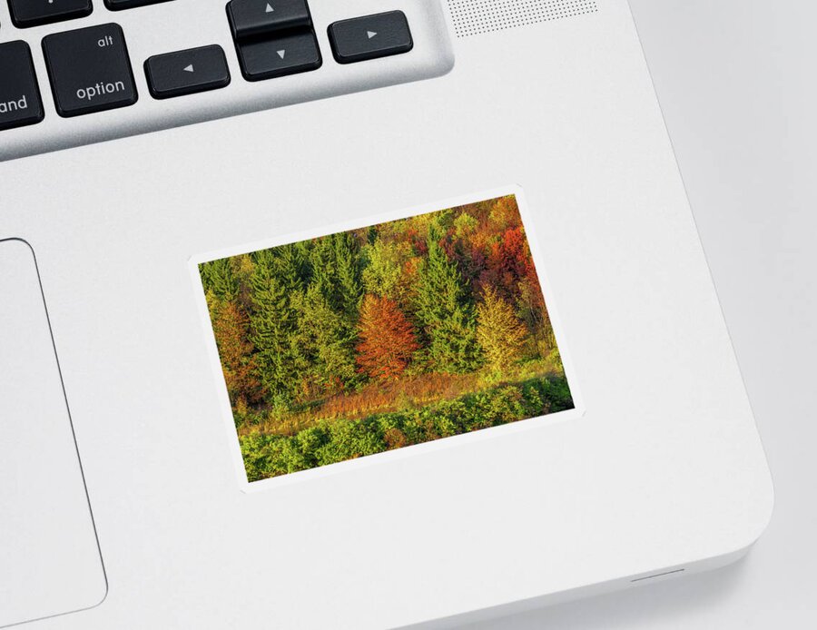 Autumn Sticker featuring the photograph Philip's Autumn Trees by Don Nieman