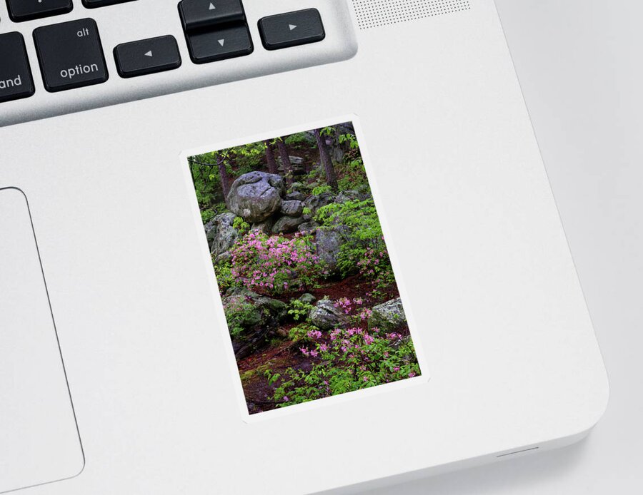 Azaleas Sticker featuring the photograph Pickle Springs Natural Area by Robert Charity