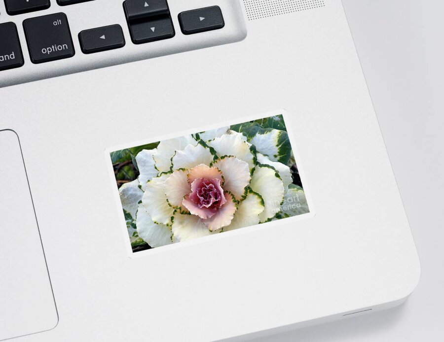 Ornamental Cabbage Sticker featuring the photograph Pigeon White by Amy Dundon