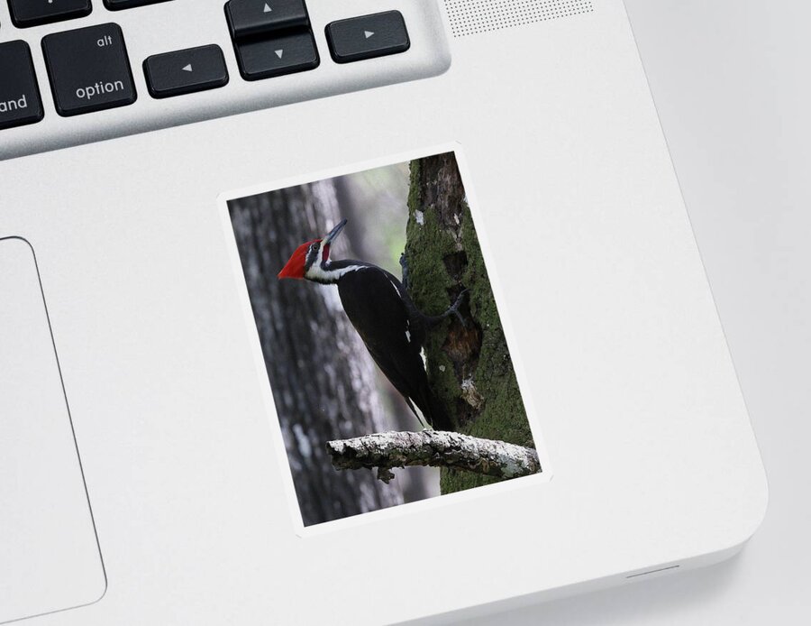 Pileated Woodpecker Sticker featuring the photograph Pileated Woodpecker 4 by Mingming Jiang