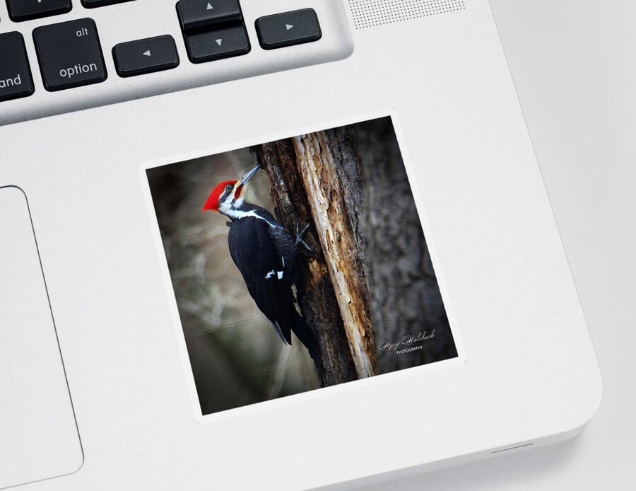 Pileated Woodpecker Sticker featuring the photograph Pileated Woodpecker by Mary Walchuck