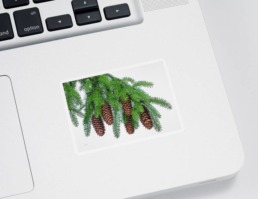 Pine Trees Sticker featuring the photograph Pine Bough by Christina Rollo