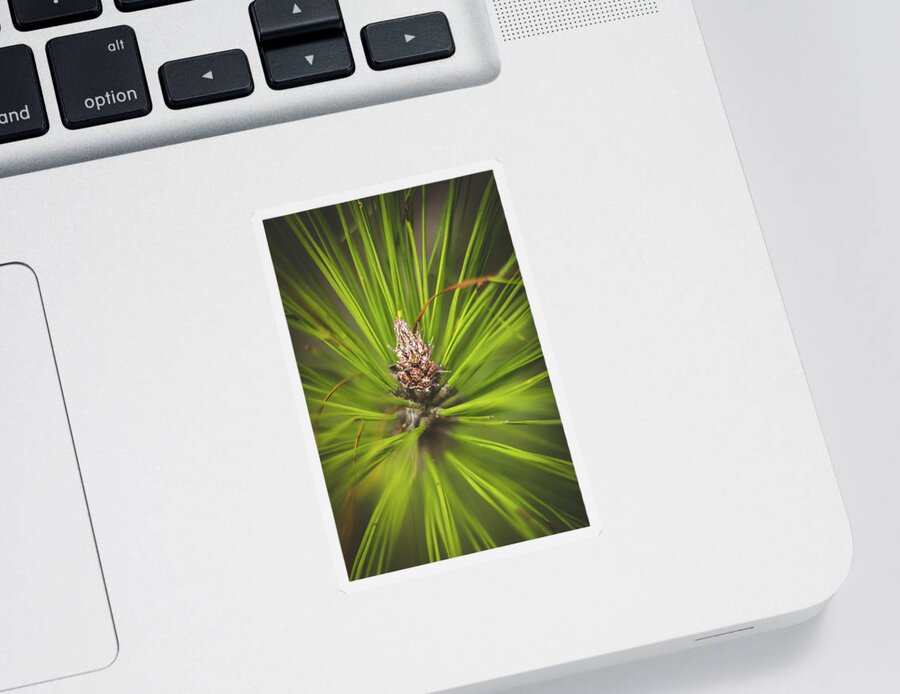 Cone Sticker featuring the photograph Pine Cone Starburst by Rick Nelson
