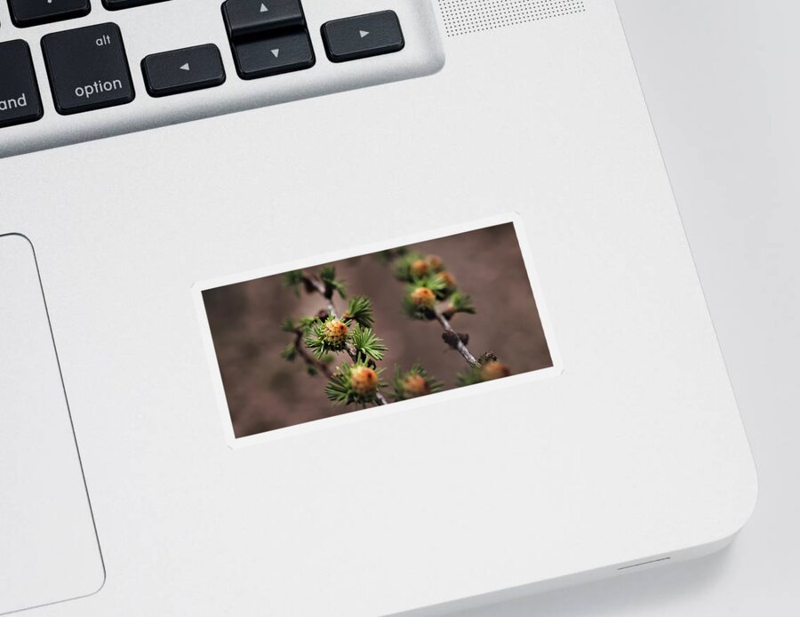 Tree Sticker featuring the photograph Pine cones by M Fotograaf