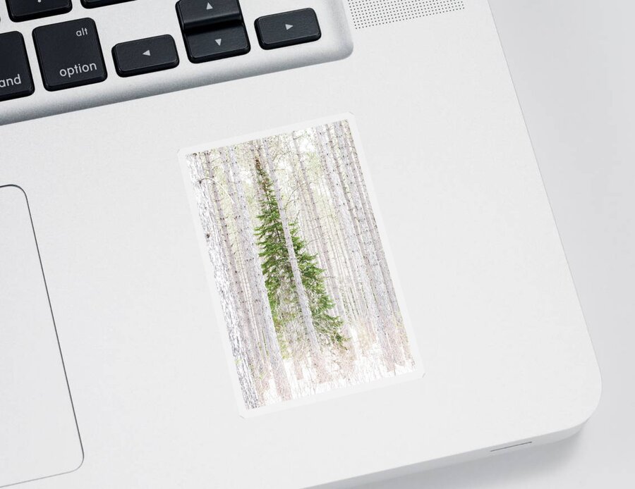 George Washington Pines Sticker featuring the photograph Pine Tree Heaven by Joe Kopp