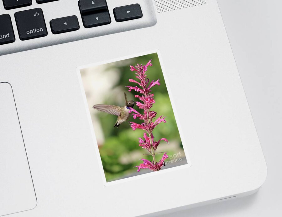 Hummingbird Sticker featuring the photograph Pink Agastache Hummingbird by Carol Groenen
