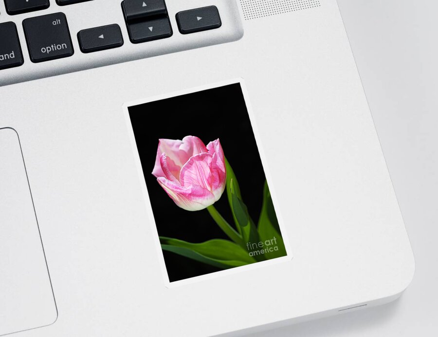 Disambiguation Sticker featuring the photograph Pink and Soft White Tulip by Joy Watson