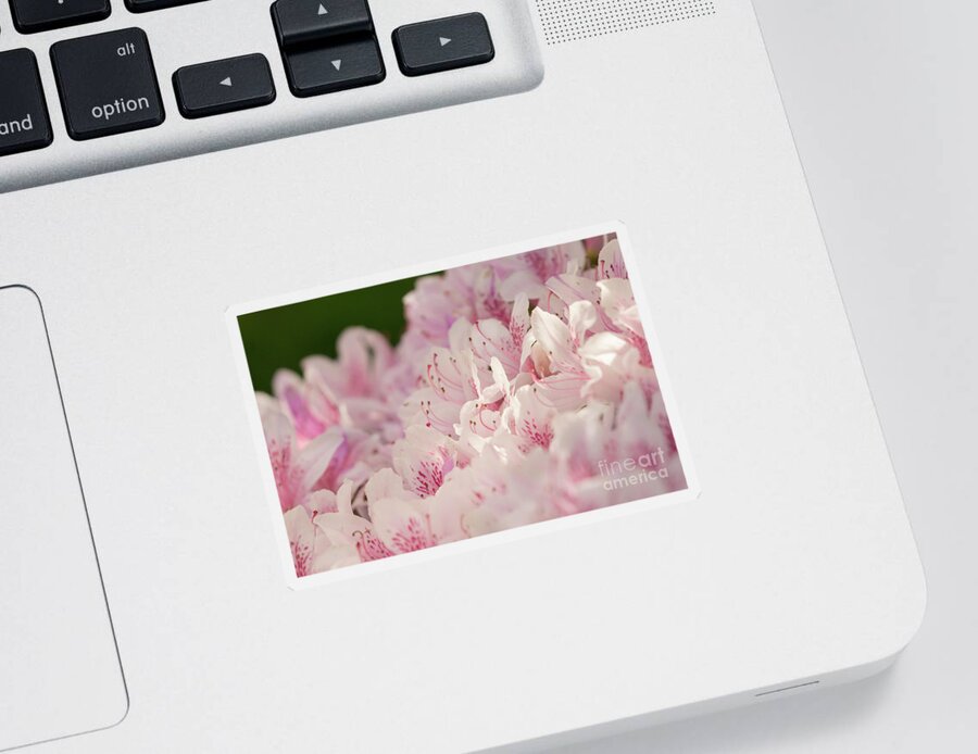 Azalea Sticker featuring the photograph Pink and White Azalea by Nancy Gleason