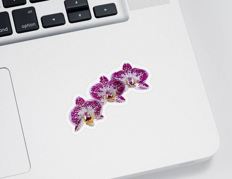 Orchid Sticker featuring the photograph Pink And White Orchid On Green by Gill Billington