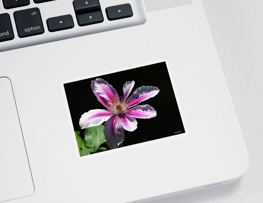 Flowers Sticker featuring the photograph Pink and White Striped Clematis by Trina Ansel
