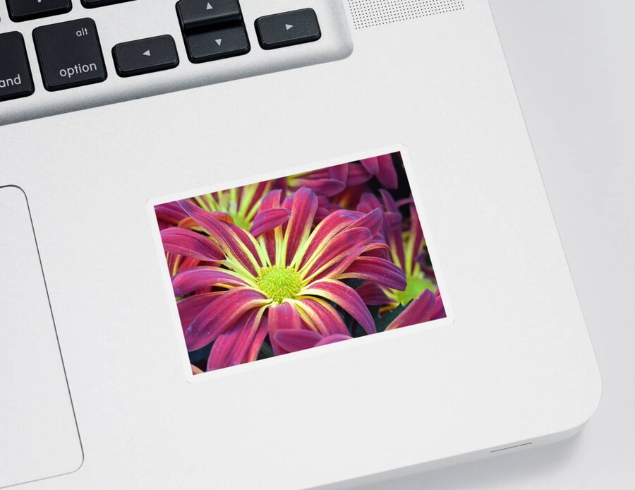 Daisy Sticker featuring the photograph Pink and Yellow Daisy 1 by Amy Fose