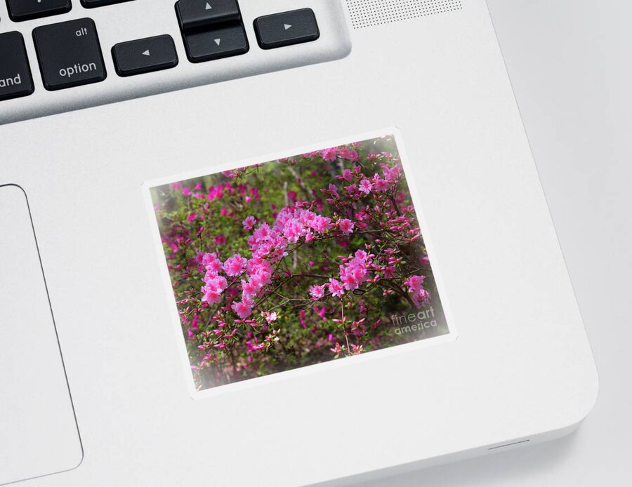 Easter Sticker featuring the photograph Pink azaleas by Agnes Caruso