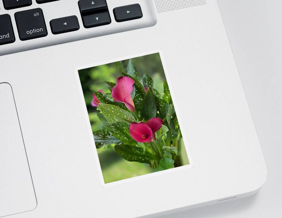 Pink Flowers Sticker featuring the photograph Pink Calla Lilies by Jerry Abbott
