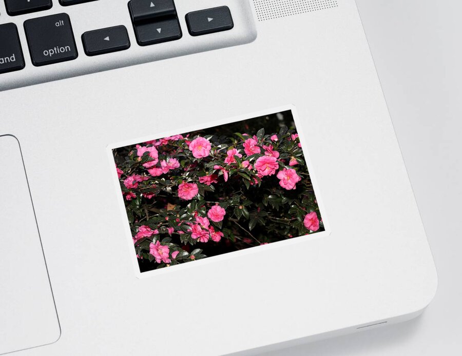 Camellia Sticker featuring the photograph Camellia VII by Mingming Jiang
