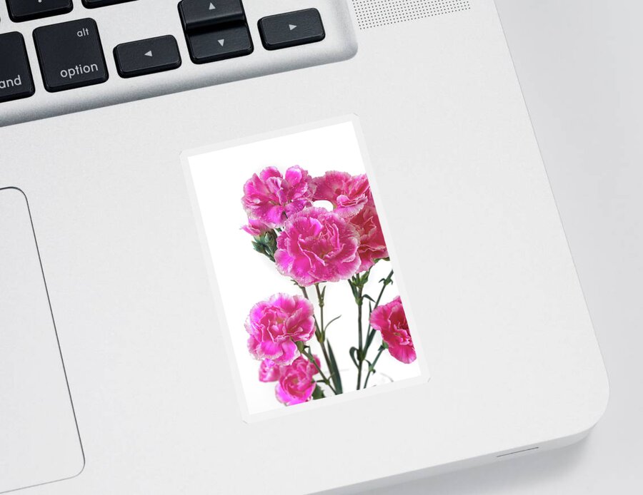 Pink Carnation Flower Sticker featuring the photograph Pink Carnation Photo Art by Gwen Gibson
