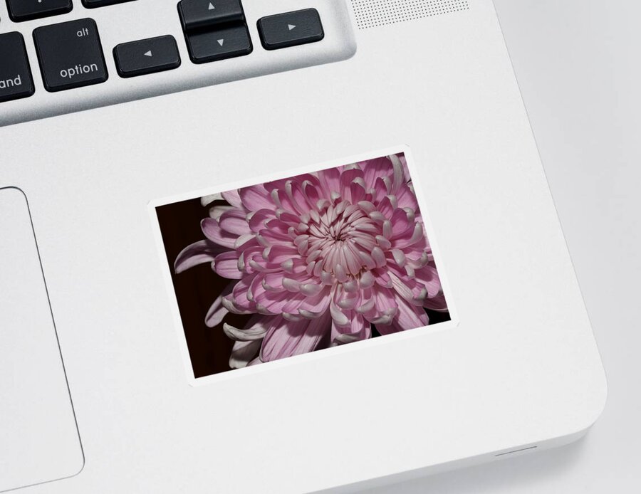 Chrysanthemum Sticker featuring the photograph Pink Chrysanthemum 2 by Mingming Jiang