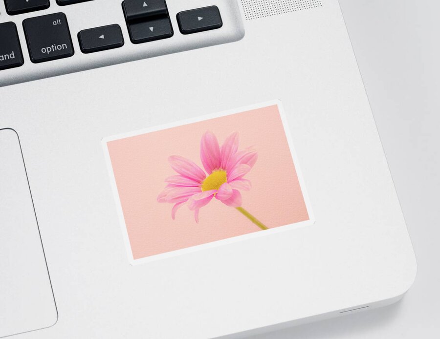 Flower Sticker featuring the photograph Pink Chrysanthemum by Tanya C Smith