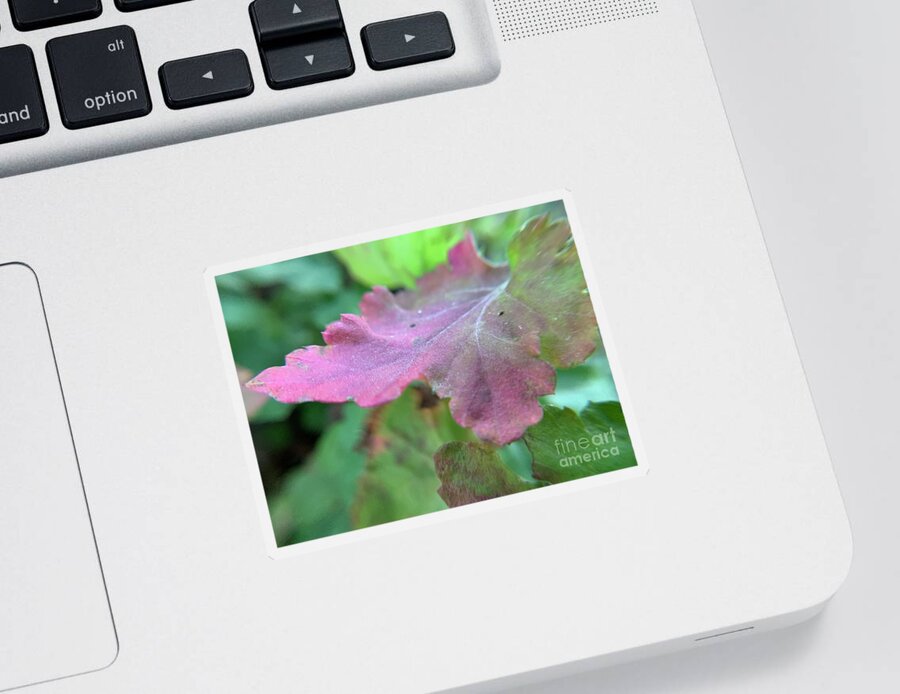 Daisy Leaf Sticker featuring the photograph Pink Daisy Leaf by Catherine Wilson