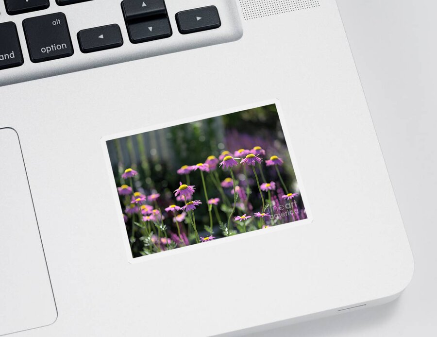 Daisy Sticker featuring the photograph Pink Daisy Patch by Kae Cheatham