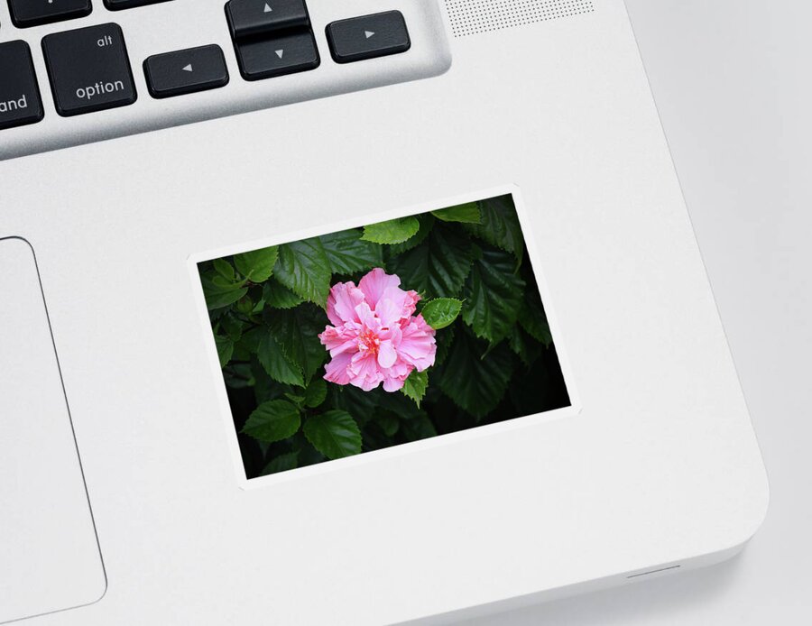 Flower Sticker featuring the photograph Pink Double Bloom Hibiscus Flower in Shade by Gaby Ethington