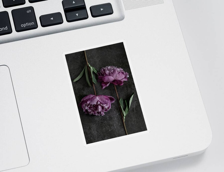 Peony Sticker featuring the photograph Pink Duet by Jaroslaw Blaminsky