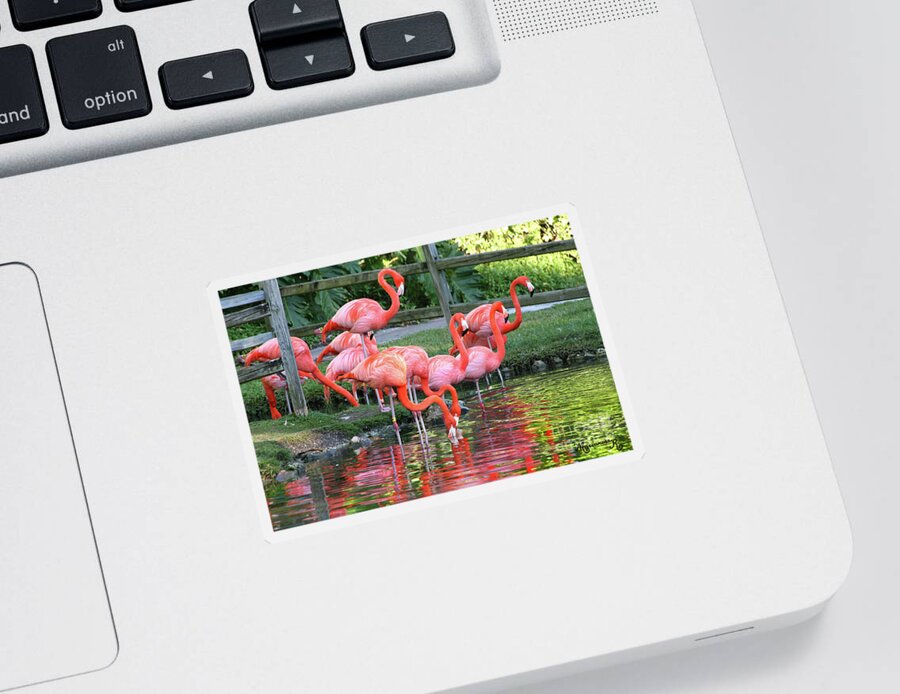 Nature Sticker featuring the photograph Pink Flamingos by Mariarosa Rockefeller