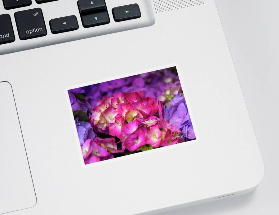 Flower Sticker featuring the photograph Pink and Purple Hydrangeas by Abigail Diane Photography