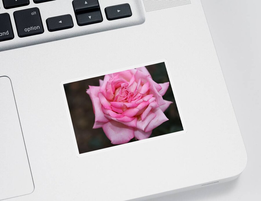 Rose Sticker featuring the photograph Pink Layers by Mingming Jiang