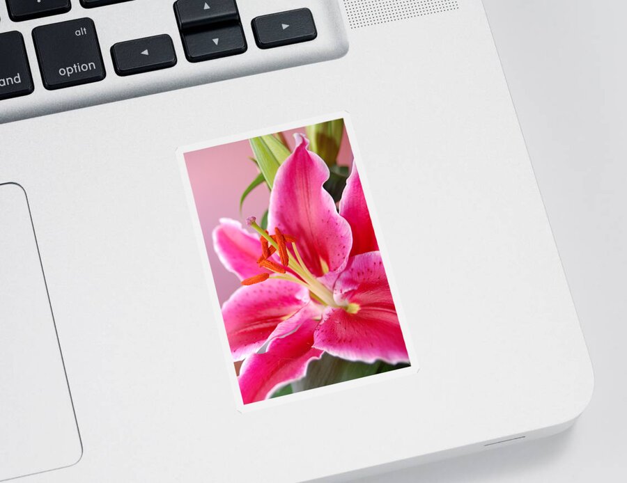 Lily Sticker featuring the photograph Pink Lily 7 by Amy Fose
