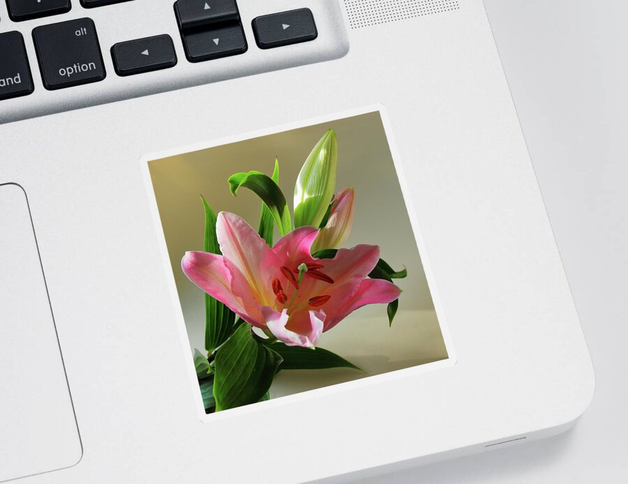 Lily Sticker featuring the photograph Pink Lily with Buds by Jeff Townsend