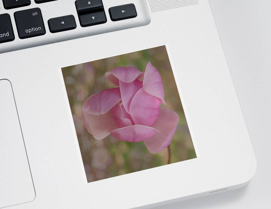 Pink Sticker featuring the photograph Pink Magnolia by Sylvia Goldkranz